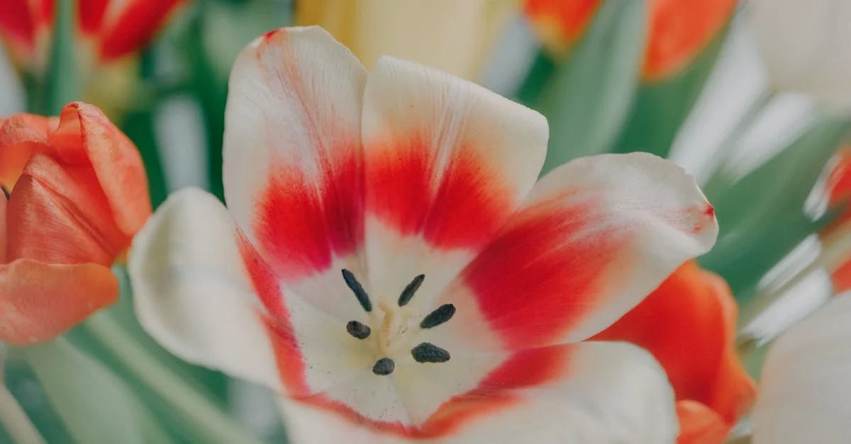 Beste tijd voor tuin bemesten met koemestkorrels - Doika