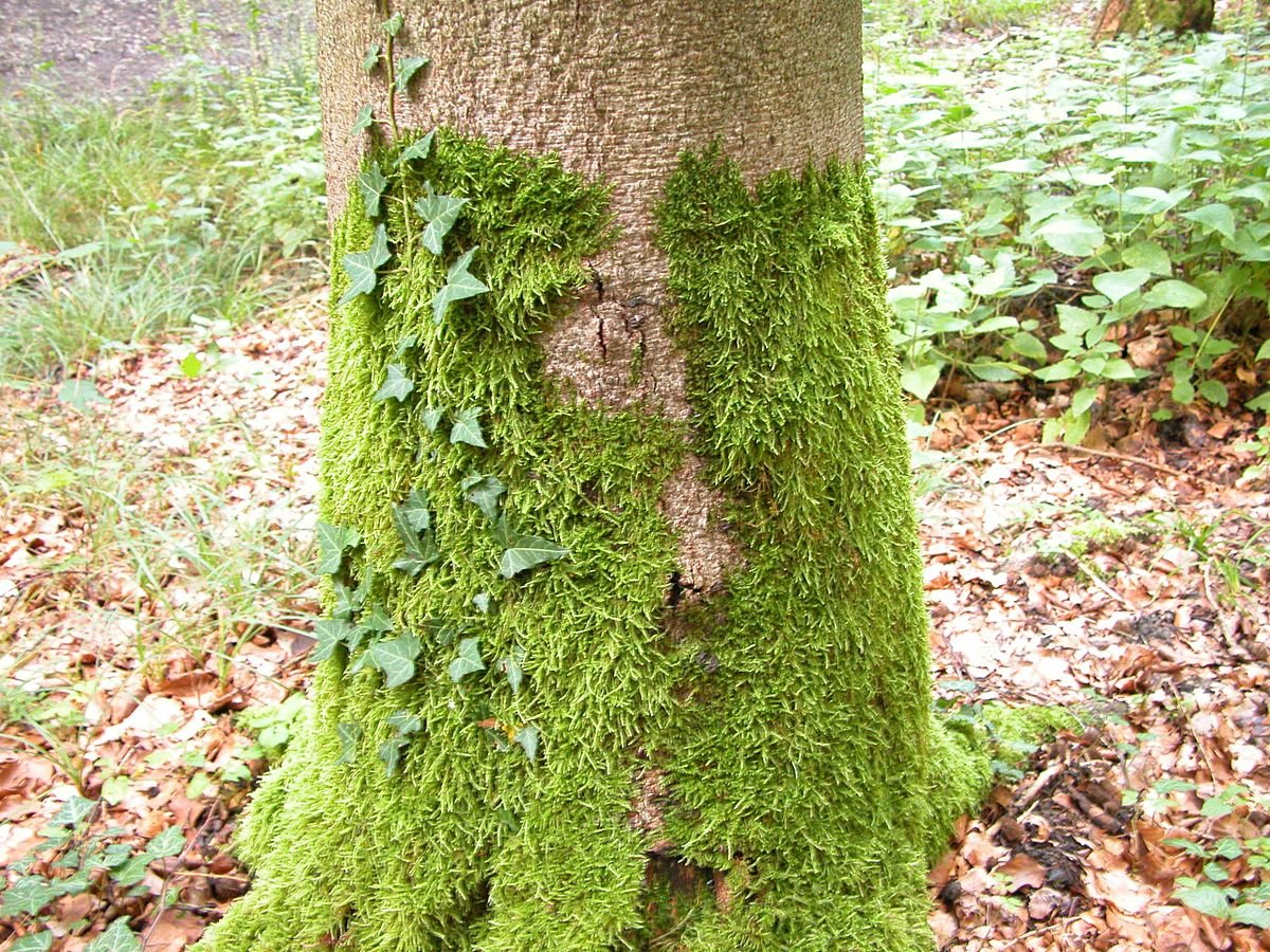 Effectieve tips voor korstmossen verwijderen: Natuurlijke en chemische oplossingen - Doika