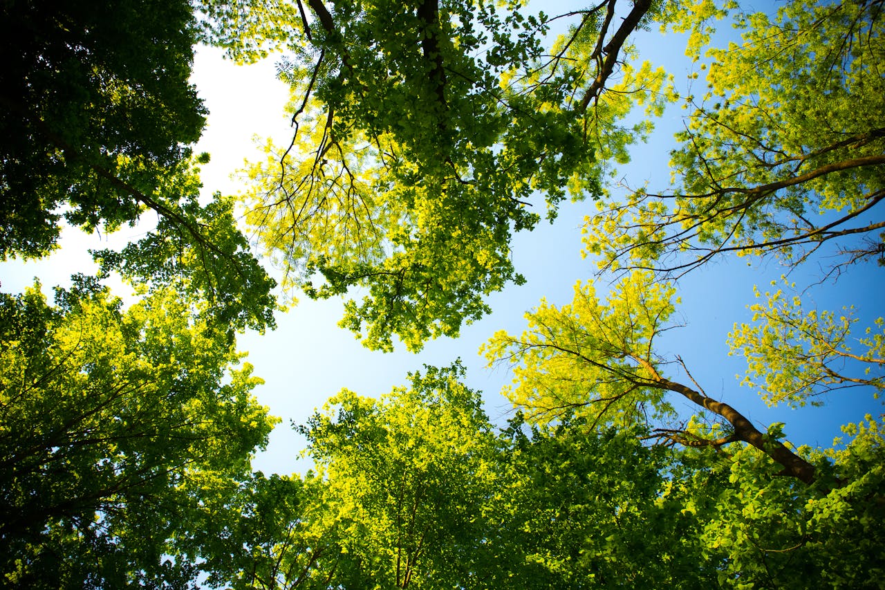 Groenblijvende bomen voor kleine tuin: tips en keuzes voor jouw perfecte groene ruimte - Doika