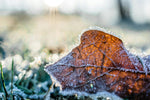 Tuin winterklaar maken: Wanneer begin je? - Doika