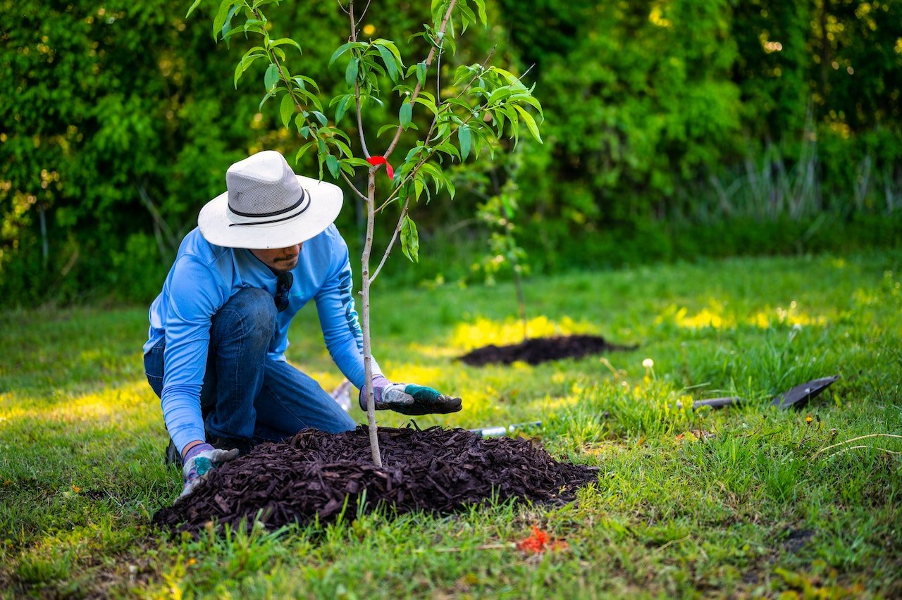 Welke boom in de tuin? - Doika