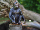 Bronzen beeld Chimpansee 15x9x12cm