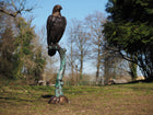 Bronzen beeld Arend 177x43x48cm