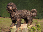 Bronzen beeld Labradoodle puppy 42x22x58cm
