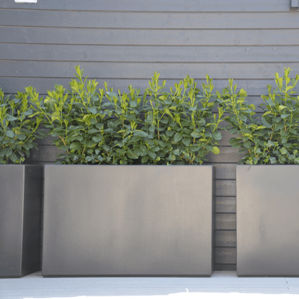 Adezz Buxus polyester plantenbak 100x40x40 cm - Doika - Plantenbak - Adezz - PB25.3